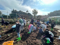 학교소식 > 유치원/초등학교 > 흥산초, 학교 텃밭에서 고구마 수확, 고구마 구워 먹는 활동으로 즐거운 시간 보내 | 제주교육소식