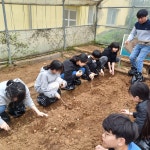 학교소식 > 전체 > 대정서초, 생태환경 텃밭에서 행복이 자라요! | 제주교육소식