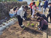 학교소식 > 전체 > 창천초, ᄒᆞᆫ디 심엉 질루는 ᄒᆞᆨ교 우영팟 | 제주교육소식