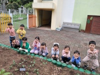 학교소식 > 유치원/초등학교 > 백록초등학교병설유치원, 꼬마농부 체험(텃밭에 모종심기) 실시 | 제주교육소식