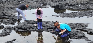 학교소식 > 전체 > 태흥초, 태흥리 해안 조수웅덩이에는 어떤 생물이 살고 있을까? | 제주교육소식