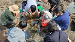 학교소식 > 유치원/초등학교 > 수산초, 학교특색과목 「수산 생태시민」을 위한 조수 웅덩이 탐방 | 제주교육소식