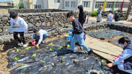 학교소식 > 유치원/초등학교 > 구좌중앙초, 마음성장학교 프로그램 ‘우영팟 꼬마 농부’ 운영 | 제주교육소식