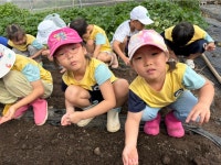 학교소식 > 전체 > 제주YMCA유치원, 체험 연계 식생활교육 프로그램 농장체험 실시 | 제주교육소식