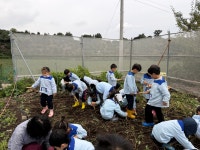 학교소식 > 유치원/초등학교 > 제주YMCA유치원, 영유아사범시업의 일환으로 고구마 캐기 체험 진행 | 제주교육소식