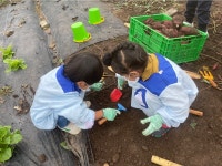 학교소식 > 유치원/초등학교 > 제주YMCA유치원, 식생활교육사업의 일환으로 올바른 식습관 형성을 위한 고구마 캐기 체험 실시 | 제주교육소식