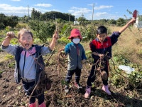 학교소식 > 유치원/초등학교 > 제주YMCA유치원, 식생활교육사업의 일환으로 올바른 식습관 형성을 위한 고구마 캐기 체험 실시 | 제주교육소식