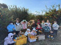 학교소식 > 유치원/초등학교 > 제주YMCA유치원, 귤 따기 체험 실시 | 제주교육소식