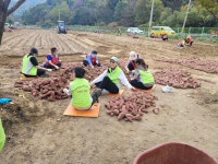 중부대학교 사회복지학전공, &lsquo;지역사회 고구마 나눔 봉사활동 프로젝트&rsquo; 수확 및 나눔 진행 | 포토뉴스 | 중부소식방 | 중부광장... 