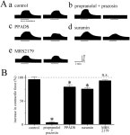 Contribution of ATP-Mediated Positive Feedback to Sympathetic Nerve-Induced Positive Inotropy in Guinea Pig Ventricular Myocardium