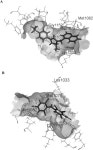 2,4,5-Trichloro-6-((2,4,6-trichlorophenyl)amino)isophthalonitrile, Exerts Anti-bladder Activities through IGF-1R/STAT3 Signaling