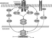 2,4,5-Trichloro-6-((2,4,6-trichlorophenyl)amino)isophthalonitrile, Exerts Anti-bladder Activities through IGF-1R/STAT3 Signaling