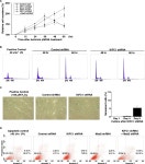 KIFC1 Is Essential for Bipolar Spindle Formation and Genomic Stability in the Primary Human Fibroblast IMR-90 Cell