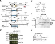 SEL1L-dependent Substrates Require Derlin2/3 and Herp1/2 for Endoplasmic Reticulum-associated Degradation
