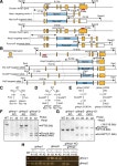 SEL1L-dependent Substrates Require Derlin2/3 and Herp1/2 for Endoplasmic Reticulum-associated Degradation
