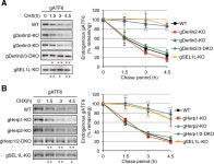 SEL1L-dependent Substrates Require Derlin2/3 and Herp1/2 for Endoplasmic Reticulum-associated Degradation