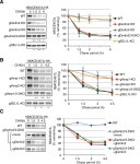 SEL1L-dependent Substrates Require Derlin2/3 and Herp1/2 for Endoplasmic Reticulum-associated Degradation