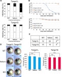 Tango1L but not Tango1S, Tali and cTAGE5 is required for export of type II collagen in medaka fish
