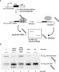 Ribosome rescue activity of an Arabidopsis thaliana ArfB homolog Ribosome rescue activity of an Arabidopsis thaliana ArfB homolog