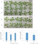 Ribosome rescue activity of an Arabidopsis thaliana ArfB homolog Ribosome rescue activity of an Arabidopsis thaliana ArfB homolog
