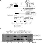 Ribosome rescue activity of an Arabidopsis thaliana ArfB homolog Ribosome rescue activity of an Arabidopsis thaliana ArfB homolog