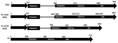 Alteration of wheat vernalization requirement by alien chromosome-mediated transposition of MITE