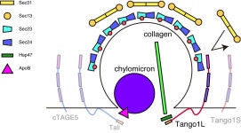 Tango1L but not Tango1S, Tali and cTAGE5 is required for export of type II collagen in medaka fish