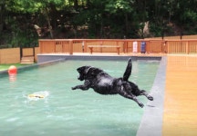 펜션 / 강원도 - 점포라인