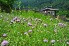 고운 나비가 된 고택 - 농암종택 - 문화유산여행 - 이야기 - 문화유산채널 문화유산채널
