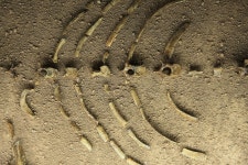 국가유산채널 > 참여 > 자료실 > 이야기 자료 > 상세보기: 연천전곡리유적 국가유산채널