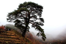 국가유산채널 > 참여 > 자료실 > 이야기 자료 > 상세보기: 천연기념물 제424호 지리산 천년송 국가유산채널