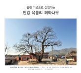 국가유산채널 > 자료실 > 참여 > 국가유산칼럼 > 상세보기: 출전 기념으로 심었다는 안강 육통리 회화나무 국가유산채널