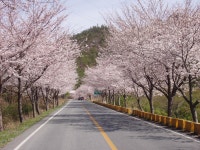 전국공무원노동조합 전남지역본부 강진군지부 벚꽃길