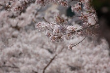 전국공무원노동조합 부산지역본부 사하구지부 가락타운 3단지 벚꽃