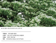 농촌의 풍요로움을 지키며 살아온 나무 - 순천 평중리 이팝나무월간국가유산사랑 상세- 국가유산청 국가유산청