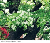 우리나라의 천연기념물 이팝나무월간국가유산사랑 상세- 국가유산청 국가유산청