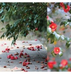 국가유산청 > 월간국가유산사랑 상세 > 겨울을 뚫고 피어난 독보적인 붉은 생명력 국가유산청