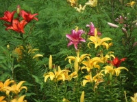 KJCLUB - 야츠카타케(yatsugatake) club