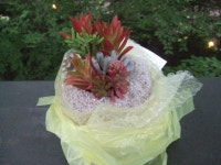 KJCLUB - 야츠카타케(yatsugatake) club