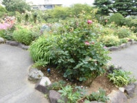 KJCLUB - 強羅公園２（箱根の歴史のある公園）