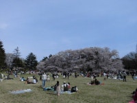 KJCLUB - 일본의 꽃놀이(hanami) 문화(키누타코우엔) 등 전편 KJCLUB - 일본의 꽃놀이(hanami) 문화(키누타코우엔) 등 전편