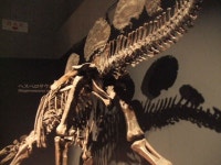 KJCLUB - 역사가 있는 공룡 전시 박물관외 4