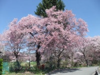KJCLUB - 桜の花見（hanami）旅行７