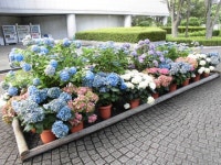 KJCLUB - 府中市郷土の森博物館（紫陽花）１