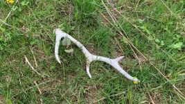 KJCLUB - 수카츠노부호장이라든지.