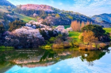 KJCLUB - 한국의 봄 풍경