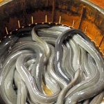 해양수산해외산업정보포털 태풍24호 영향으로 일본 양식뱀장어 피해