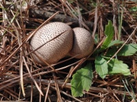 탐방아카이브 · 다도해해상국립공원 시목해변 말불버섯 사진 · 국립공원