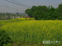 인천 서구, 경인아라뱃길 옆 시천마을에 유채꽃이 만개 - KNS뉴스통신 인천 서구, 경인아라뱃길 옆 시천마을에 유채꽃이 만개