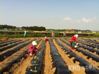 김포 통진읍, 사랑의 배추심기 ‘구슬땀’ - KNS뉴스통신 김포 통진읍, 사랑의 배추심기 ‘구슬땀’